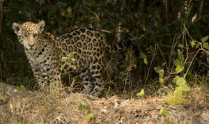 jag